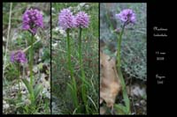 78 Neotinea tridentata3