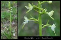 80 Platanthera bifolia12