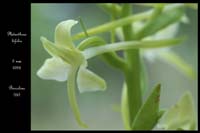 81 Platanthera bifolia