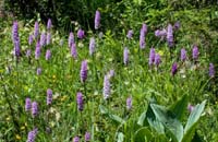 84 Dactylorhiza-fuchsii