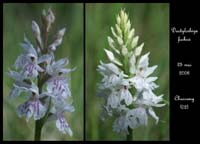 85 Dactylorhiza-fuchsii2