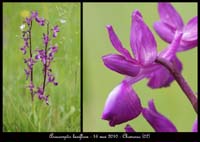 86 Anacamptis-laxiflora-Chomerac--Sabatas-160510-(44)