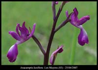 87 Anacamptis-laxiflora4