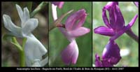 87 Anacamptis-laxiflora5