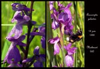 88 Anacamptis-palustris9