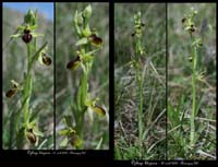 9-Ophrys-litigiosa3r