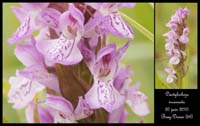 91 Dactylorhiza incarnata5