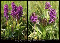97 Dactylorhiza majalis5