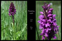 98 Dactylorhiza majalis4