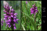 99 Dactylorhiza majalis3