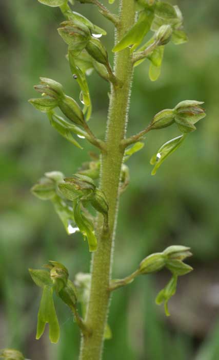 Listera ovata