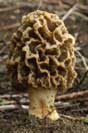 Morchella rotunda