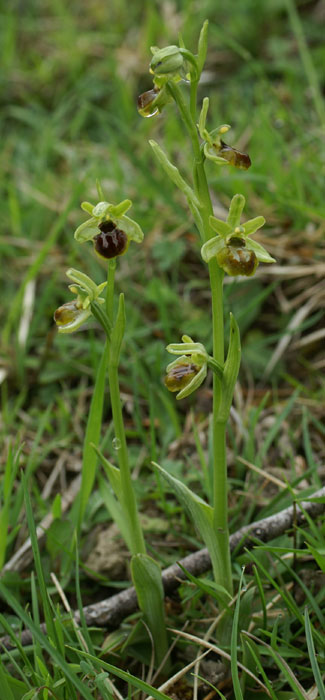 Ophrys araneola