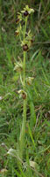 Ophrys araneola