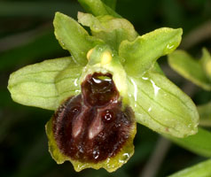 Ophrys araneola