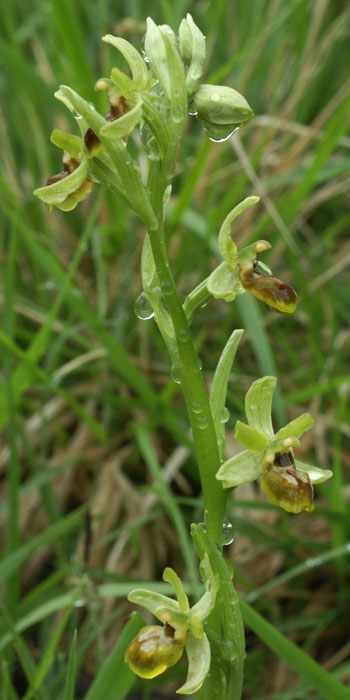 Ophrys araneola