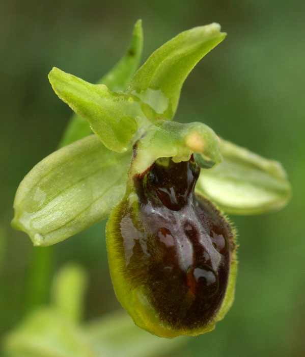 Ophrys araneola