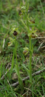 Ophrys araneola