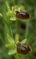 Ophrys aranifera x araneola