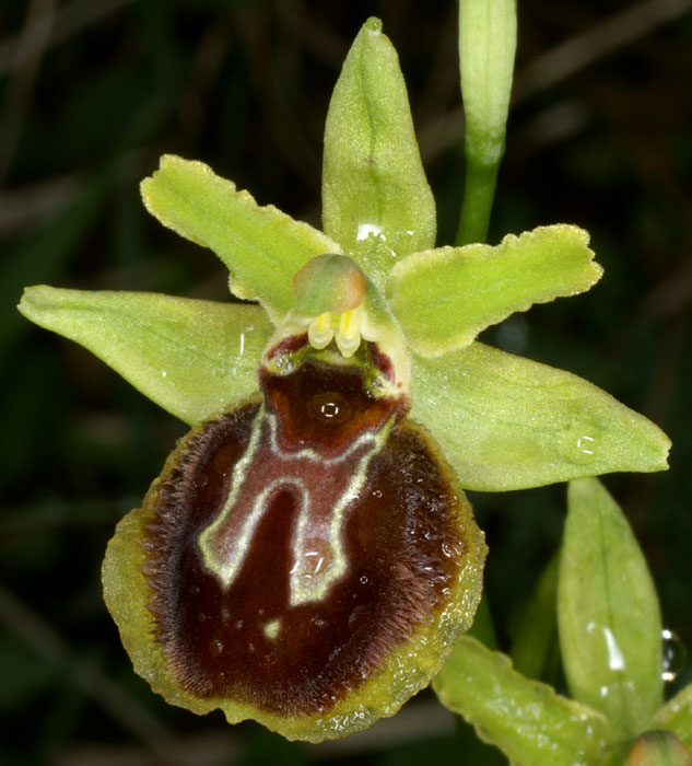 Ophrys aranifera x araneola