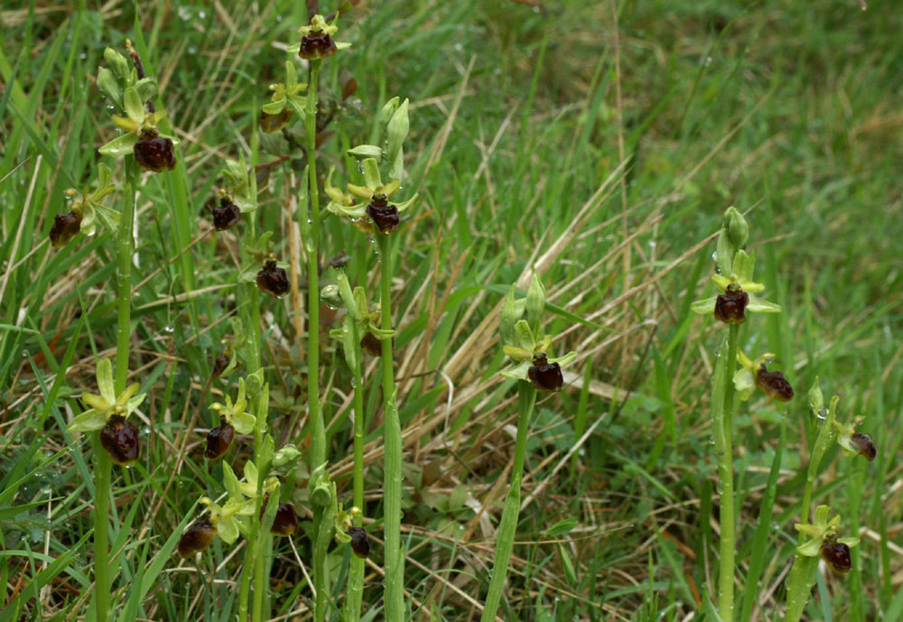 Ophrys aranifera