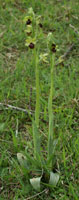 Ophrys aranifera