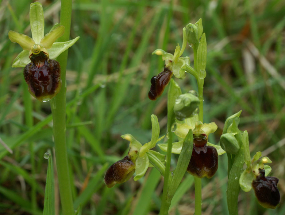 Ophrys aranifera