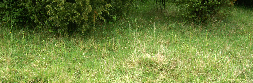 Colonies d'Ophrys aranifera