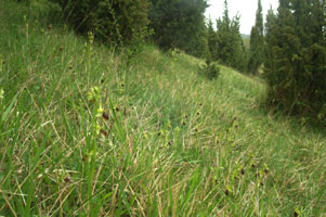 Coteau à Ophrys aranifera
