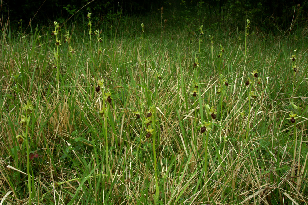 Ophrys aranifera