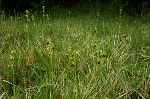 Ophrys aranifera