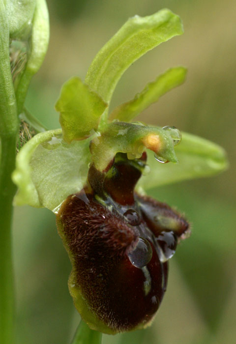 Ophrys aranifera