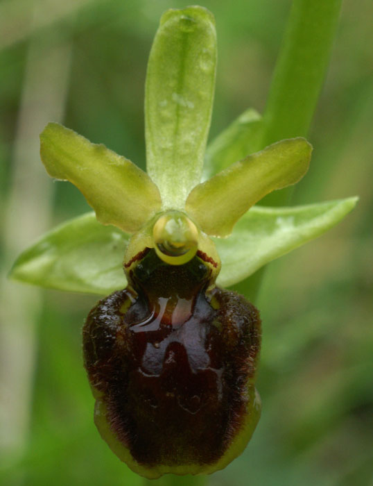 Ophrys aranifera