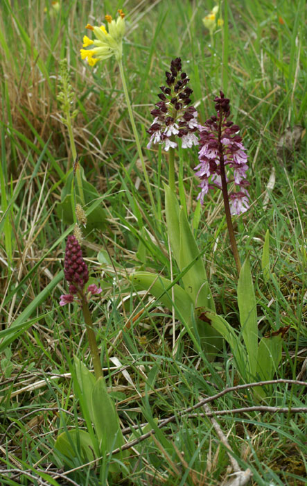 Orchis purpurea