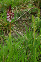 Orchis purpurea  & Listera ovata