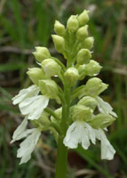 Orchis purpurea albinos