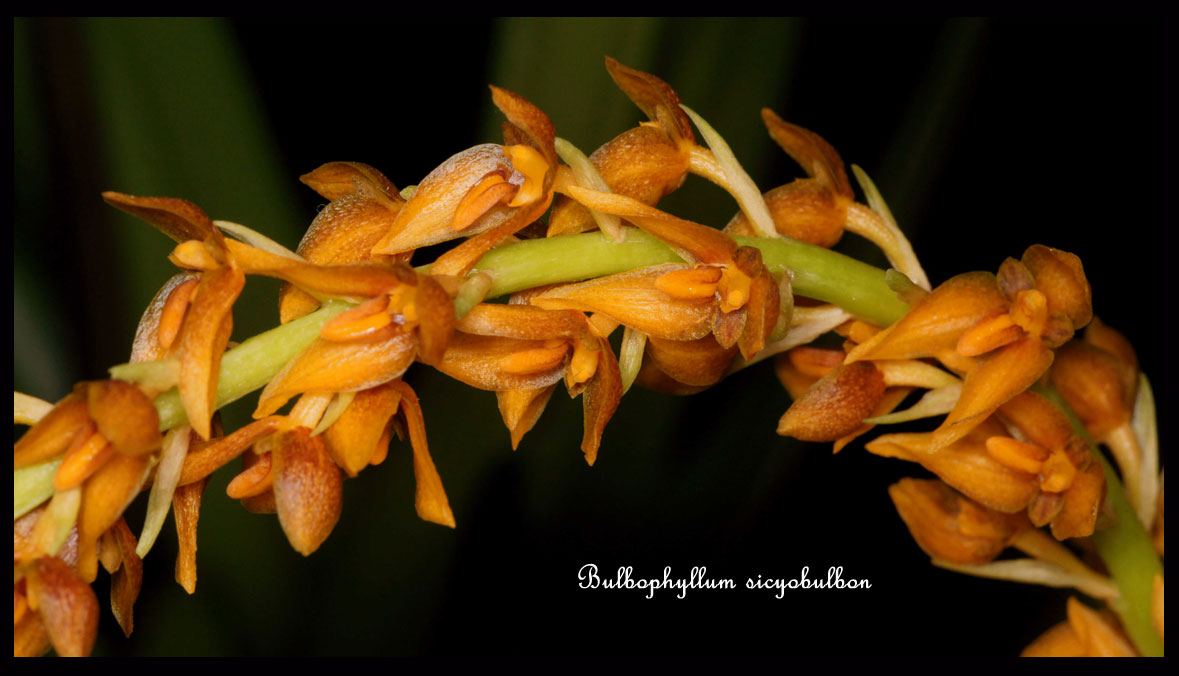 TÌNH YÊU LAN 3 - Page 39 Bulbophyllum-sicyobulbon