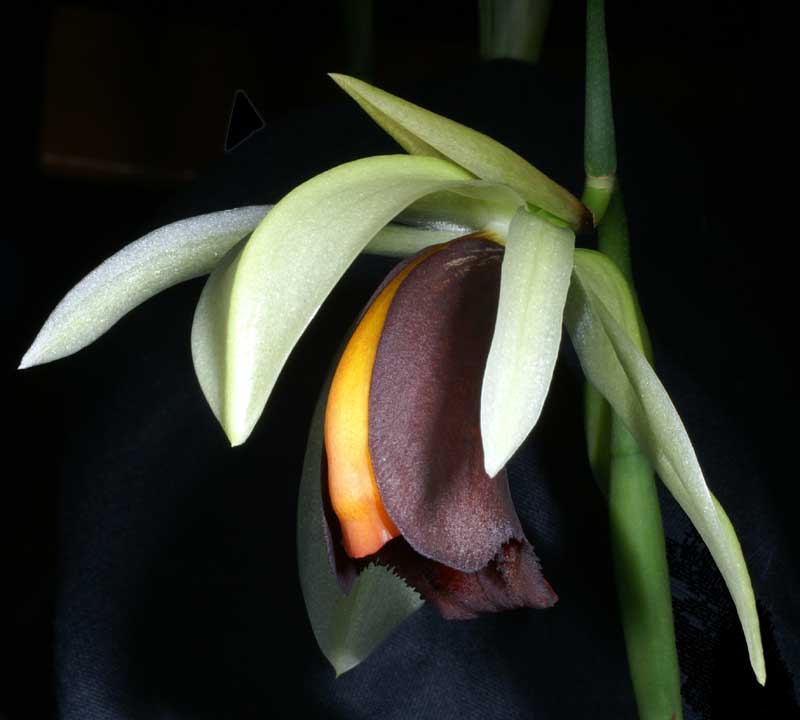 http://www.orchid-nord.com/c_page/coelog_usitana/Coelogyne-usitana-2.jpg