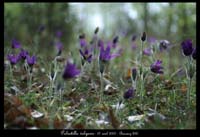 Pulsatilla