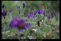 Pulsatilla2