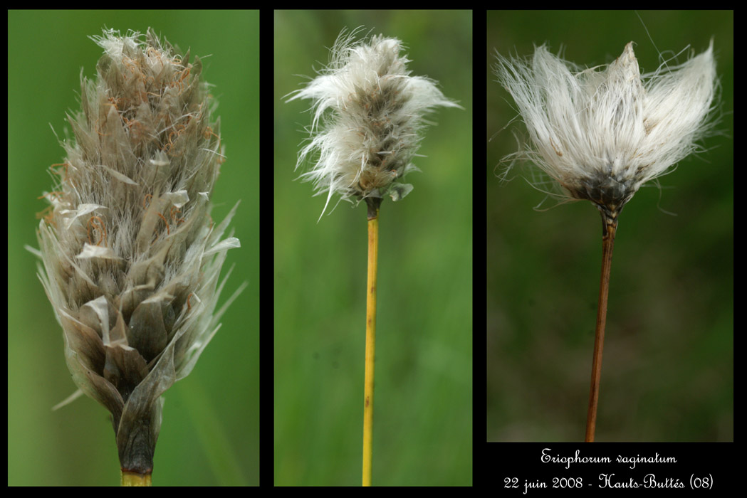 Eriophorum vaginatum