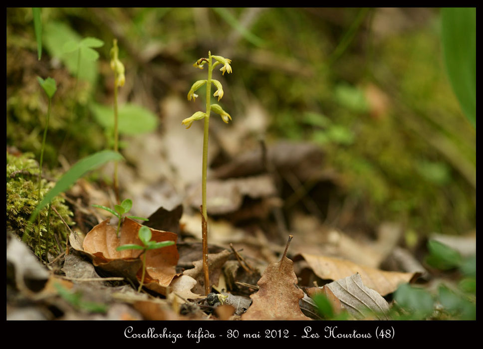 Corallorhiza-trifida2