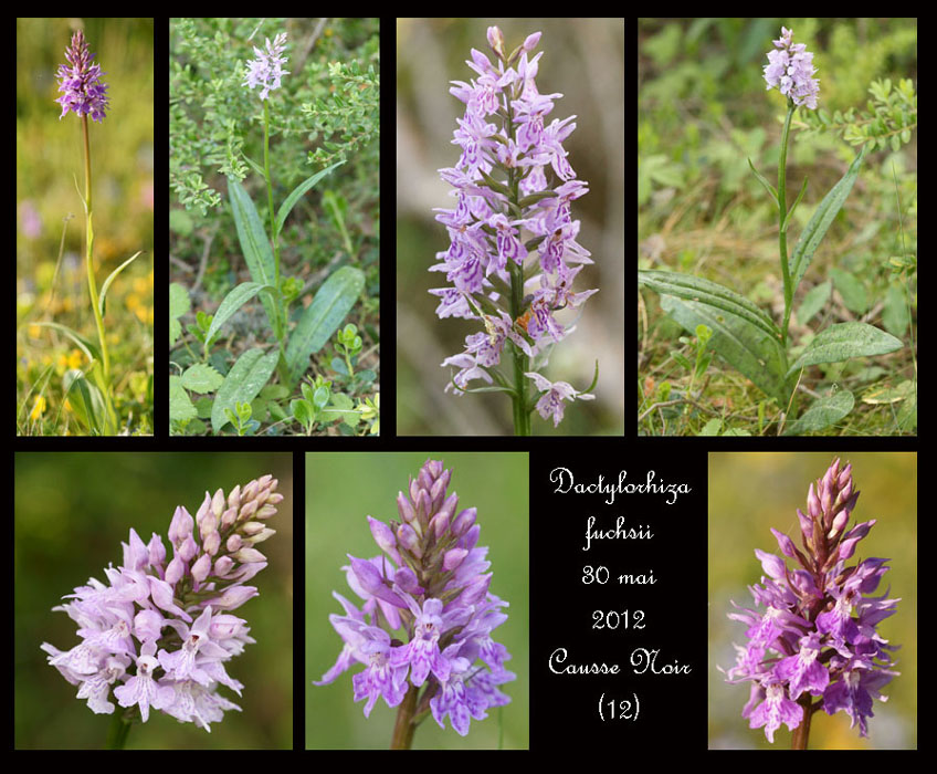Dactylorhiza-fuchsii
