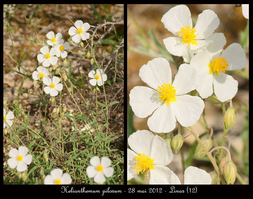 Helianthemum-pilosum