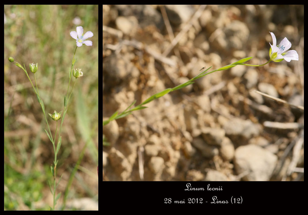 Linum-leonii