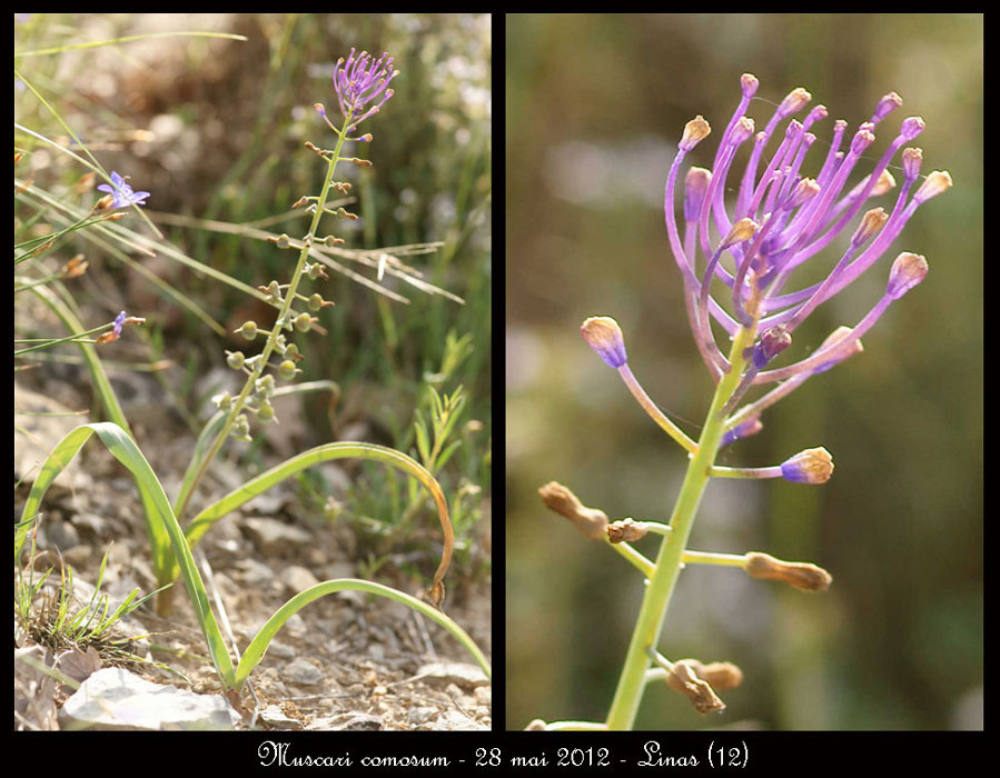 Muscari-comosum