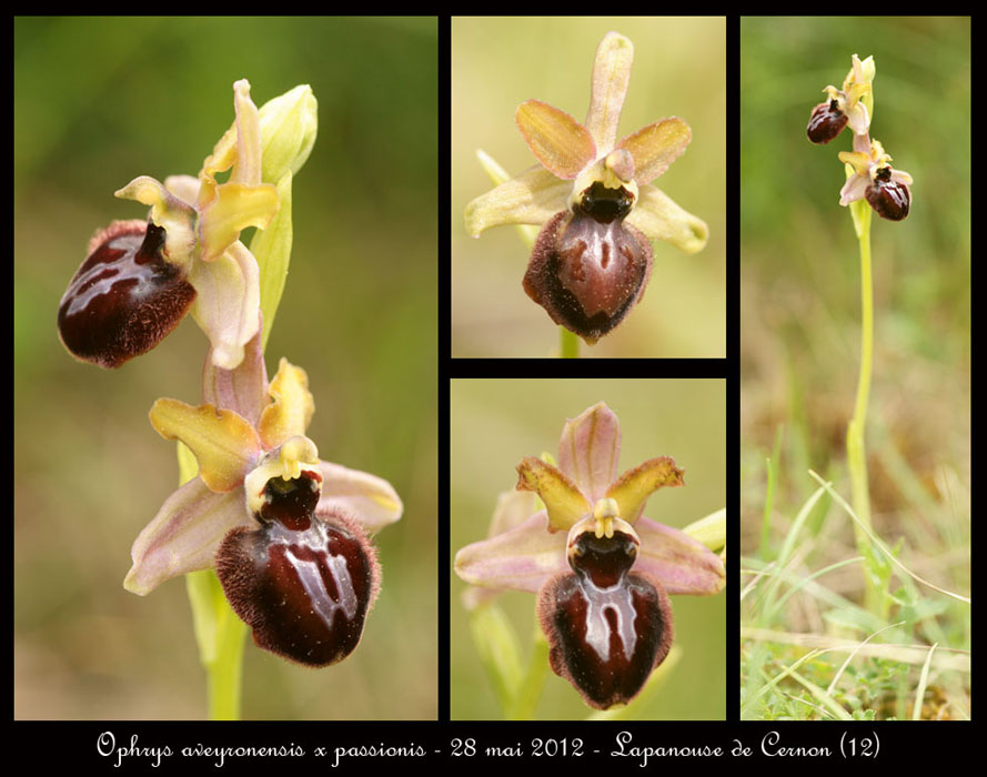 Ophrys-aveyronensis-x-passionis