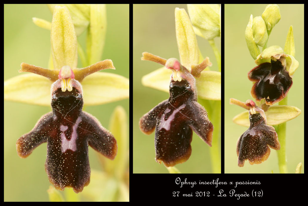 Ophrys-insectifera-x-passionis