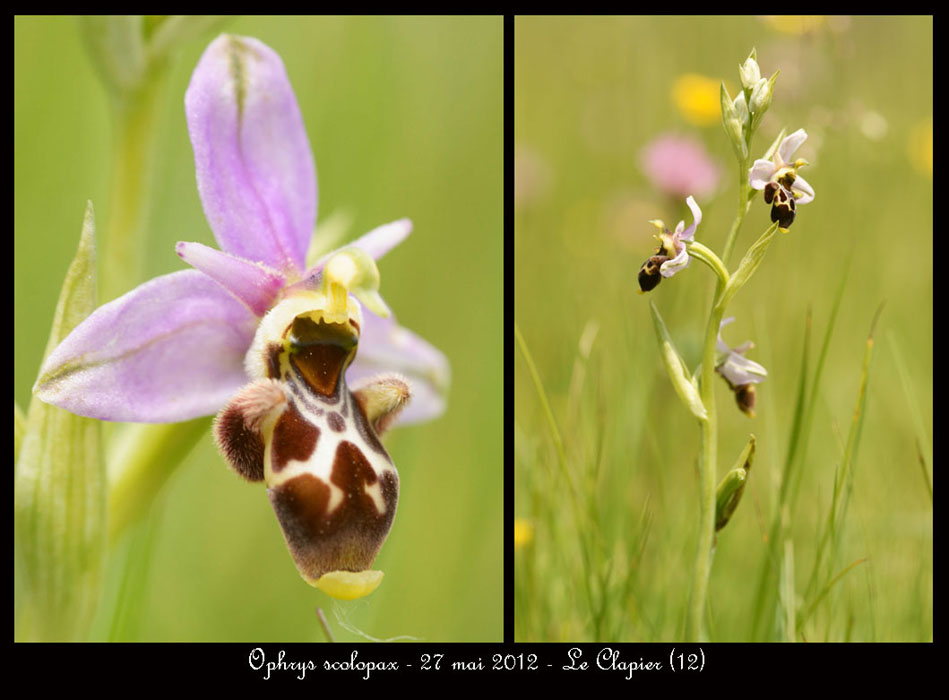 Ophrys-scolopax4