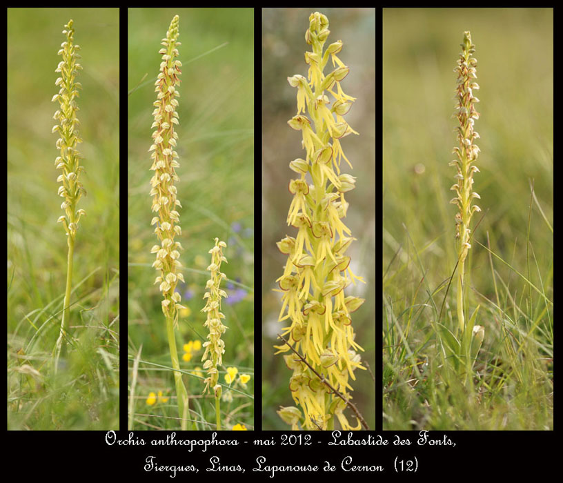 Orchis-anthropophora